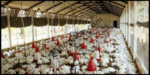 poultry business