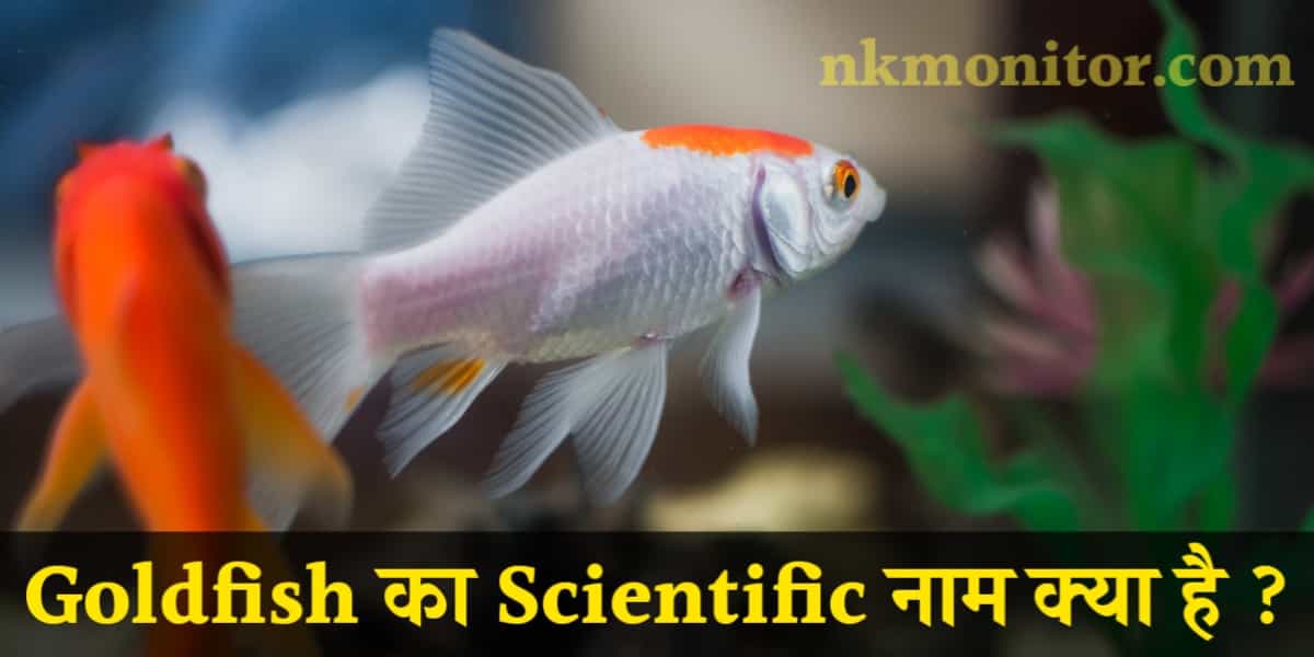 Goldfish ka Scientific Naam Kya hai